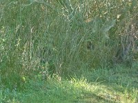 DSC 0225