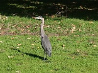 DSC 0245