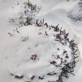 Heather Under Snow