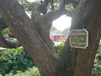 Old tree in Koloa