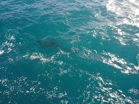 Dophin