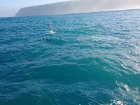 Dolphin jumping
