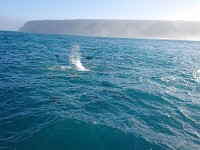 Dolphin splash