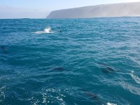 Dolphin splash