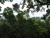 View of ocean thru trees