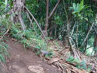 Dove on trail