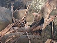Stray cat at far end of trail