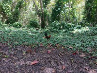 Lots of chickens on Kauai!