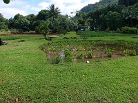 Taro plants