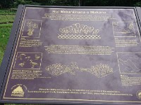 Informaion about growing taro