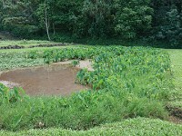 Growing taro plants
