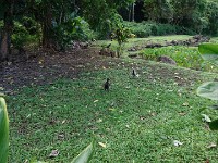 Another chicken