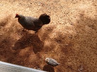 Chickens at lunch spot in Princeville
