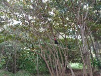 Rooster in a tree (good jumper!)