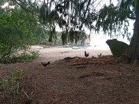 More chickens at shipwreck beach