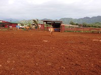 Grey horse looks red because of soil!