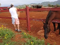 Feeding horses some grass