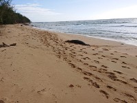Monk seal sun bathing on beach