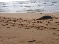 Monk seal