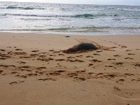 Monk seal