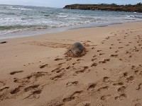 Monk seal