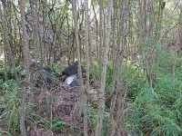 Forest trail