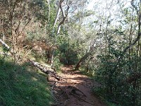 Hike on Waimea Canyon Rim trail on sixth day
