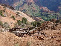 Waimea Canyon
