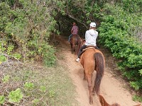 View of horse trail
