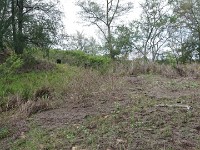 Cattle roam free