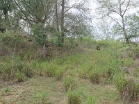 Cattle roam free