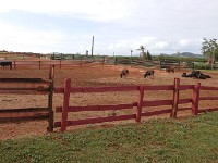 Back to horse and cattle ranch