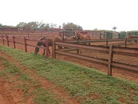 Horses greeting us