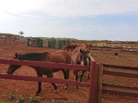 Horses greeting us