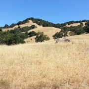 2016-07-31-11-16-26-0974  Hiking Mt. Burdell with my sister and her kids.