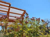 Garden in Sonoma