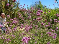 Garden in Sonoma