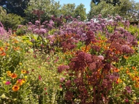 Garden in Sonoma