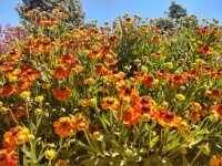 Garden in Sonoma