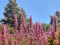 Garden in Sonoma