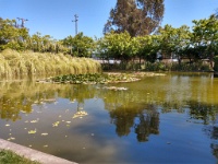 Garden in Sonoma