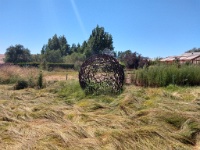 Garden in Sonoma