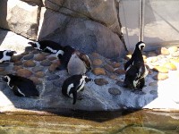 Penguins at Six Flags