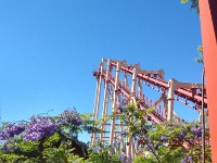 Jacaranda at Six Flags