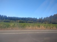 Drive to Russian River