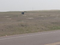 Bison at Badlands