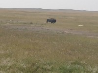 Bison