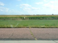 Sorghum Fields in South Dakota