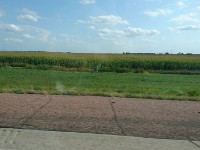 Sorghum Fields