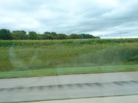 Sorghum in Minnesota